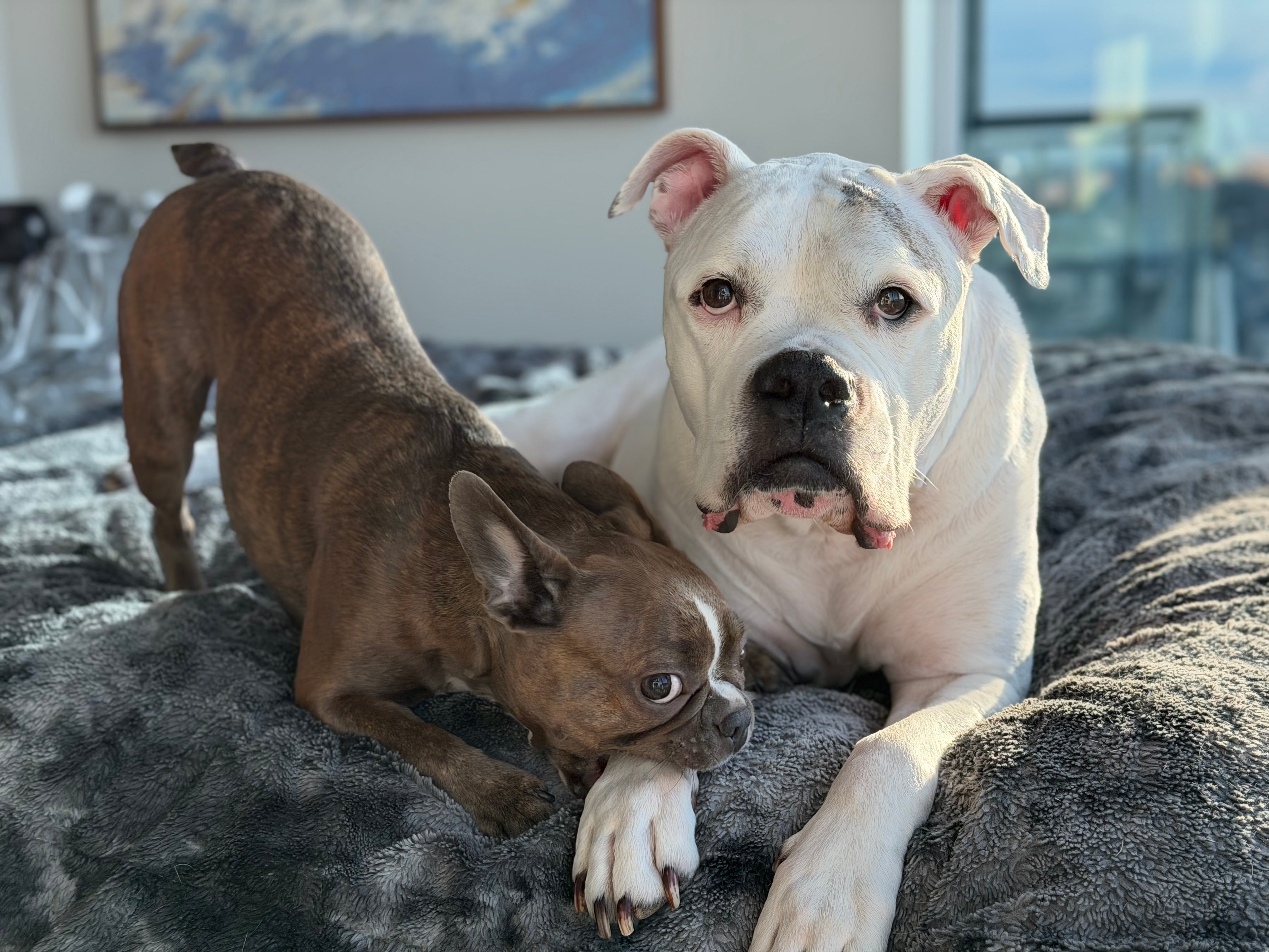 Charlie and Stella at home